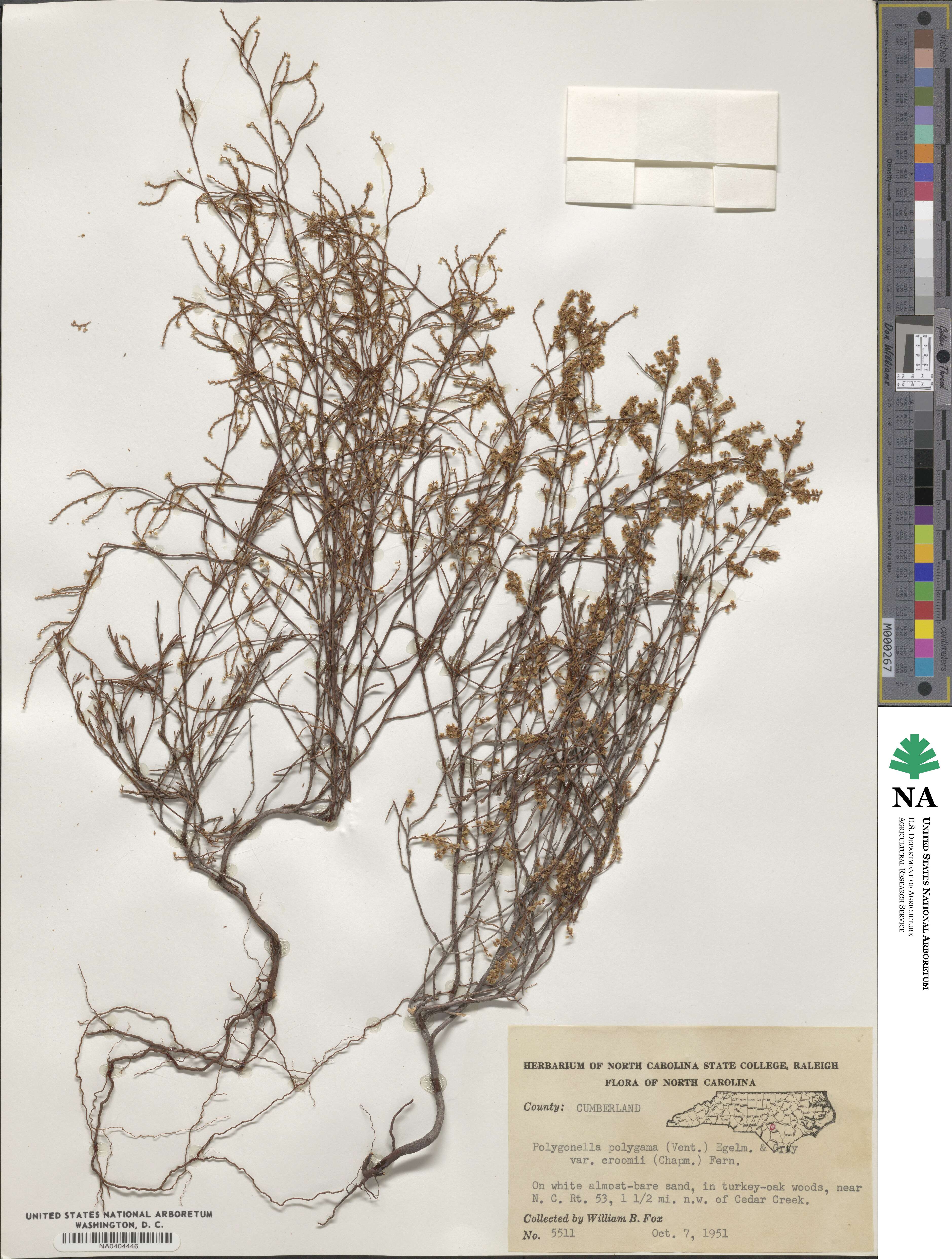 Polygonella polygama image