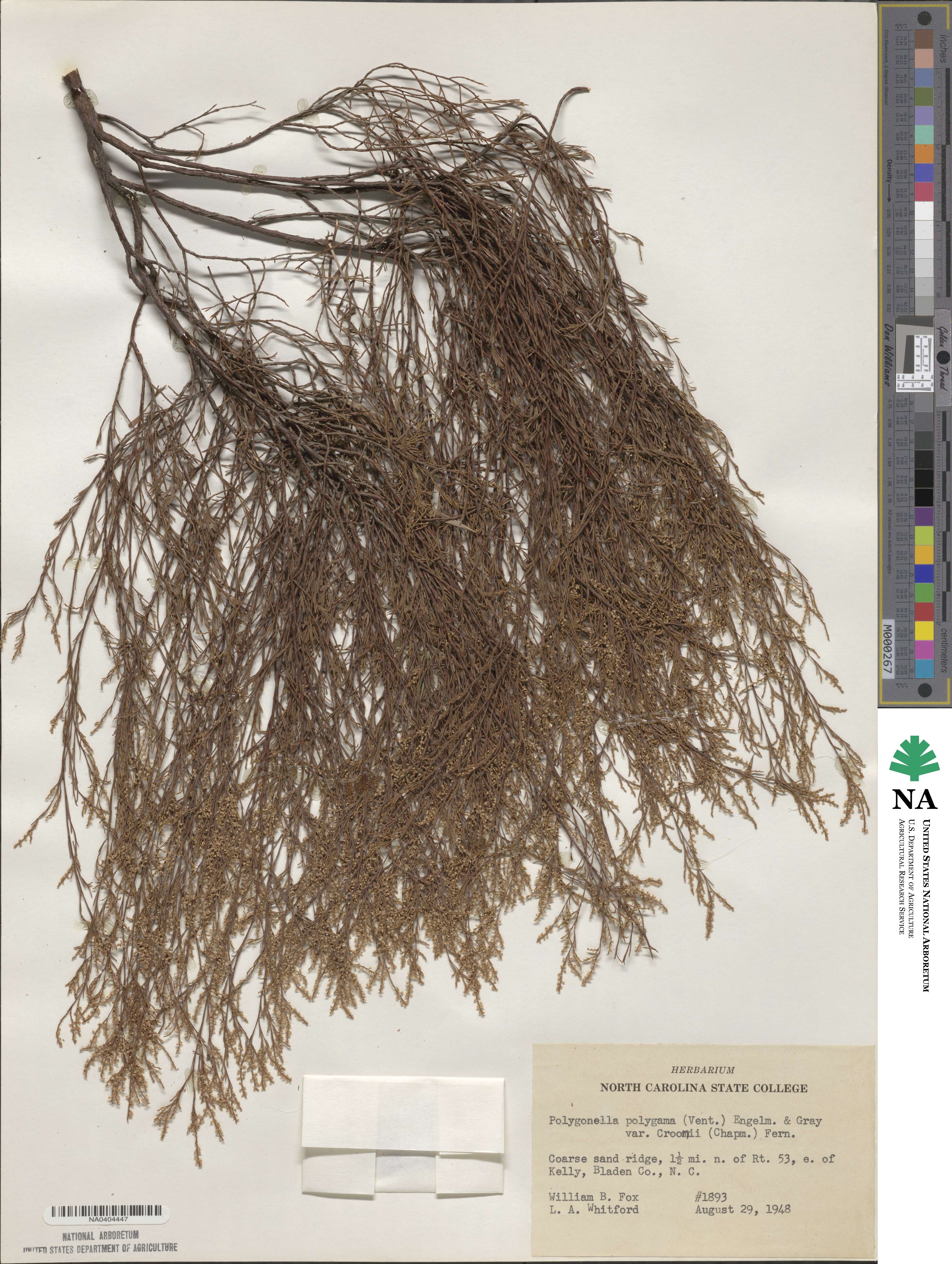 Polygonella polygama var. croomii image