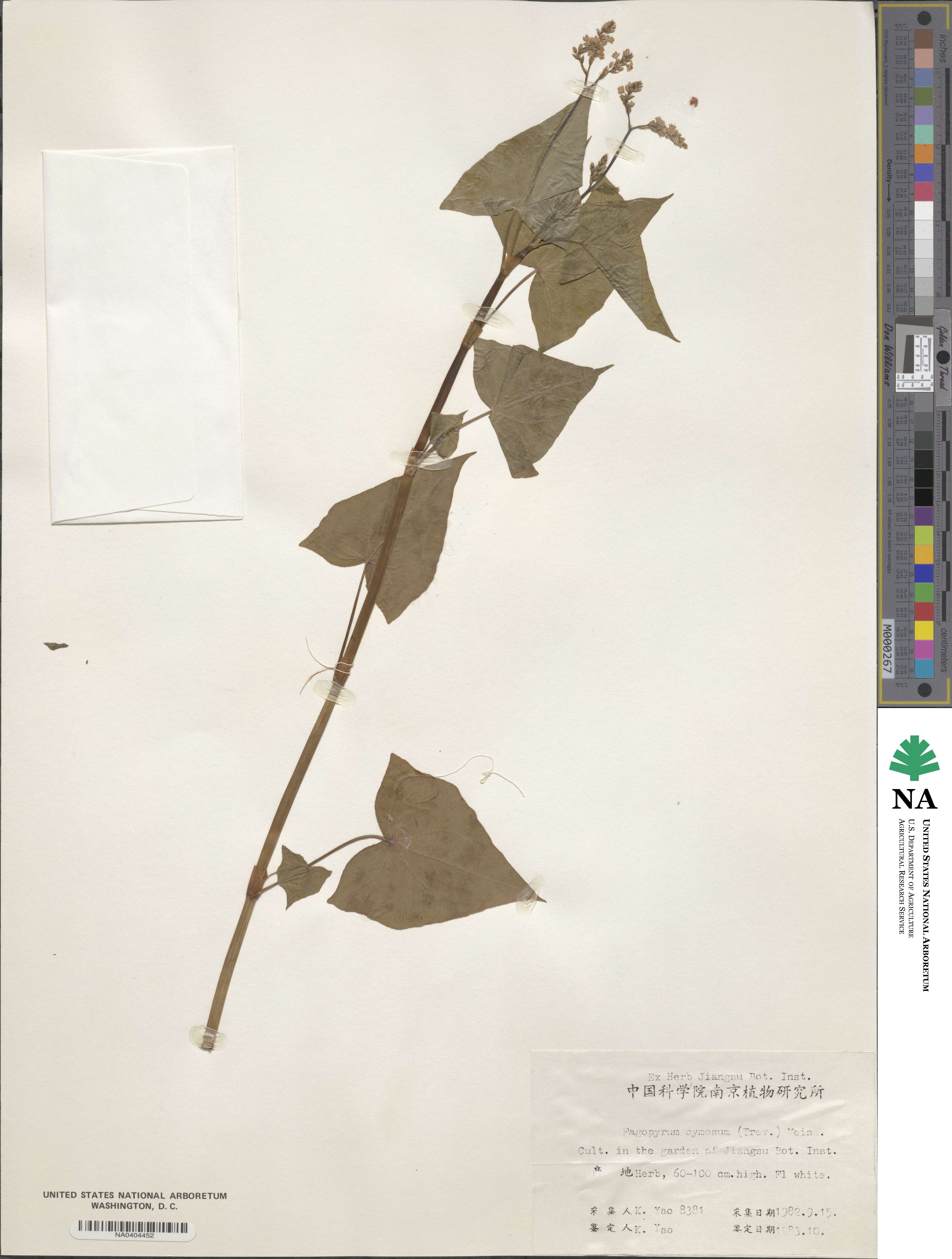 Fagopyrum acutatum image