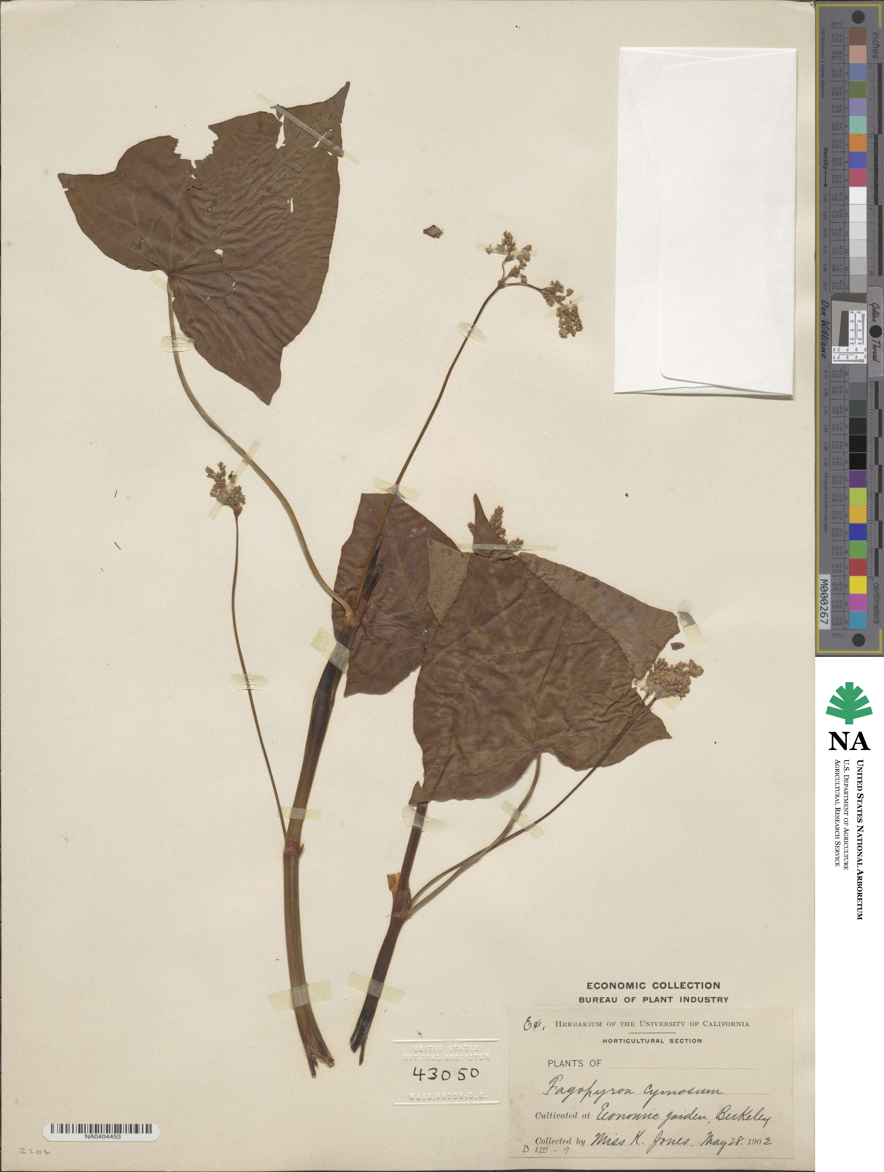 Fagopyrum acutatum image