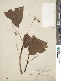 Fagopyrum acutatum image