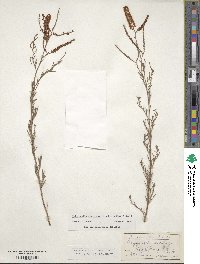 Polygonella americana image
