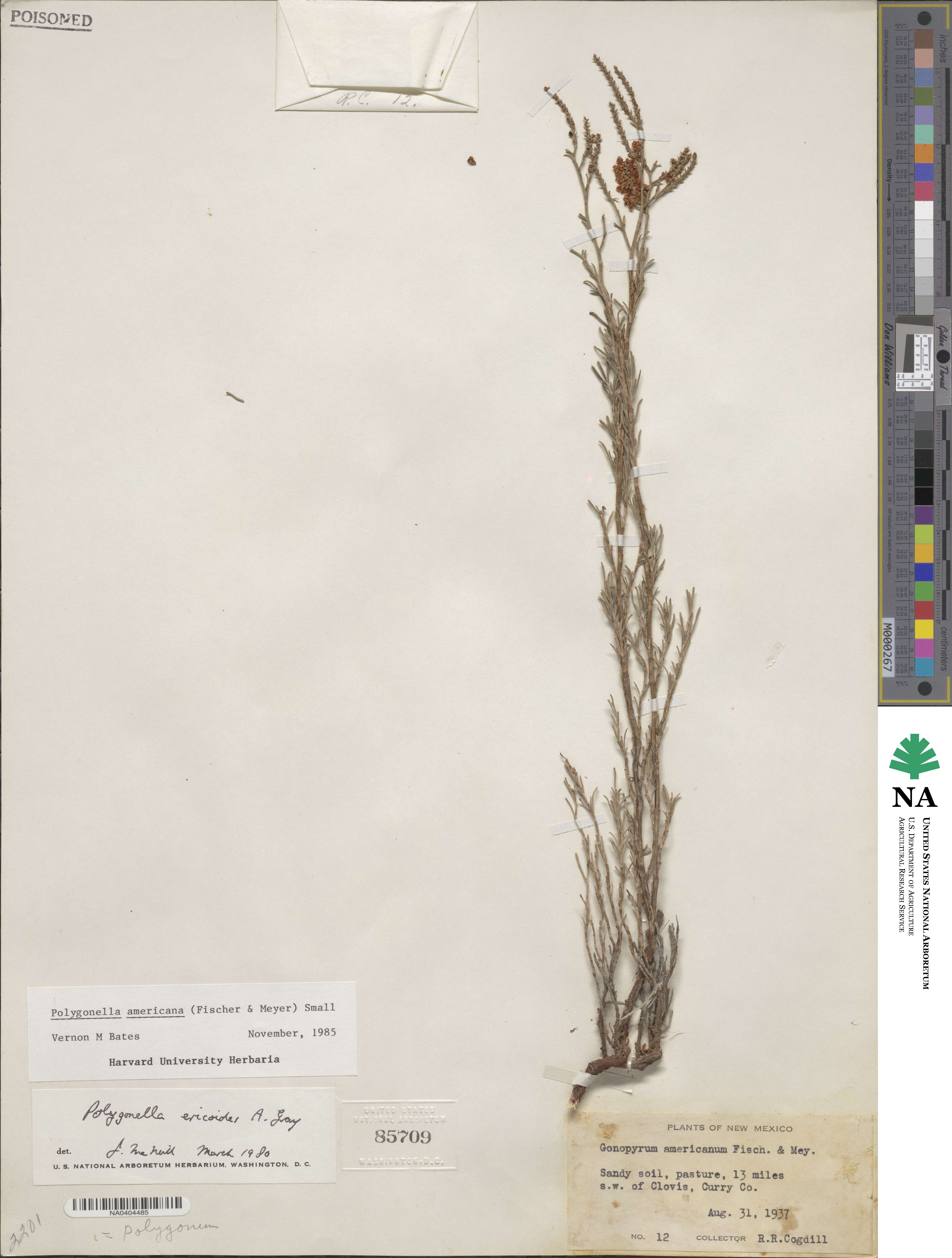 Polygonella americana image