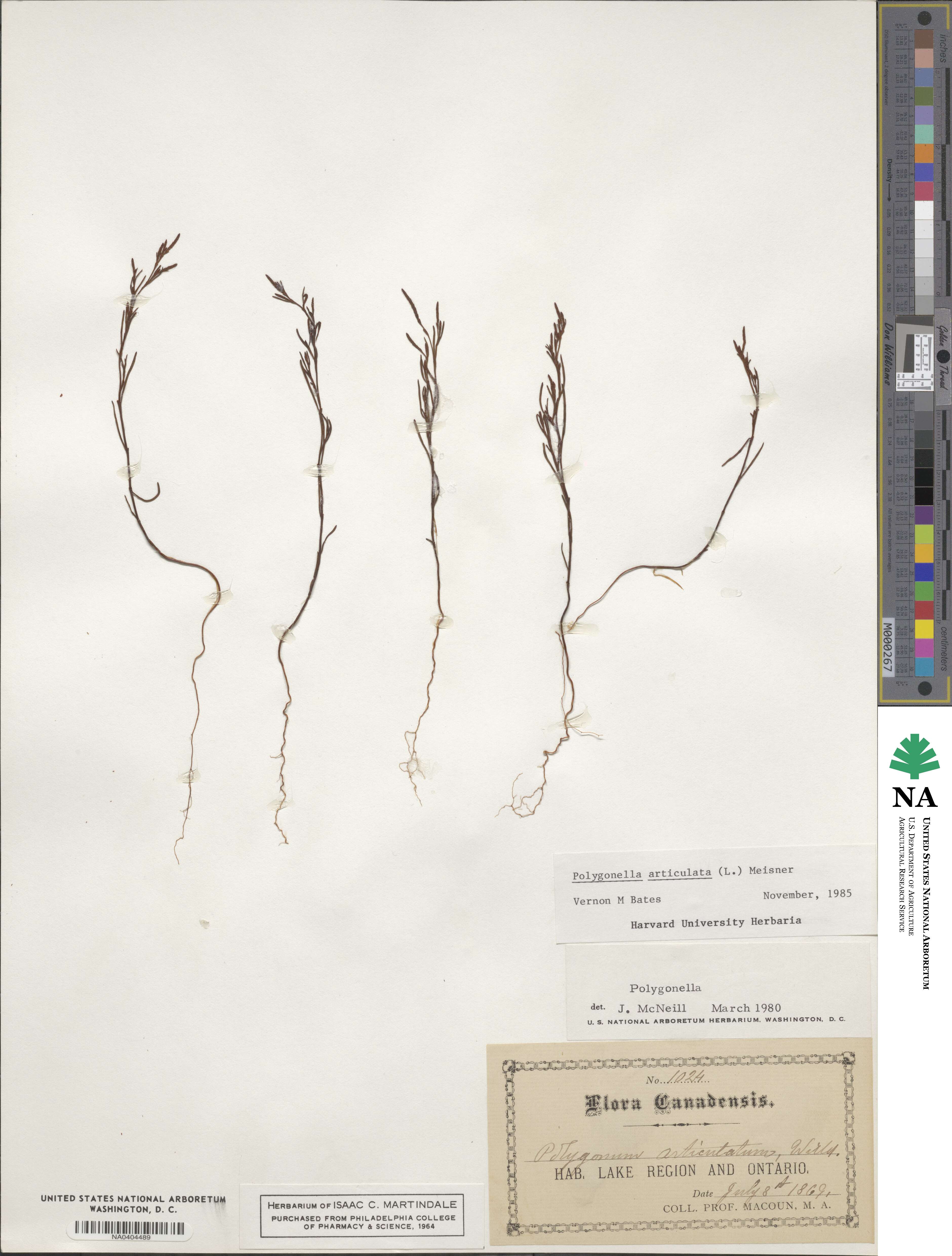 Polygonella articulata image