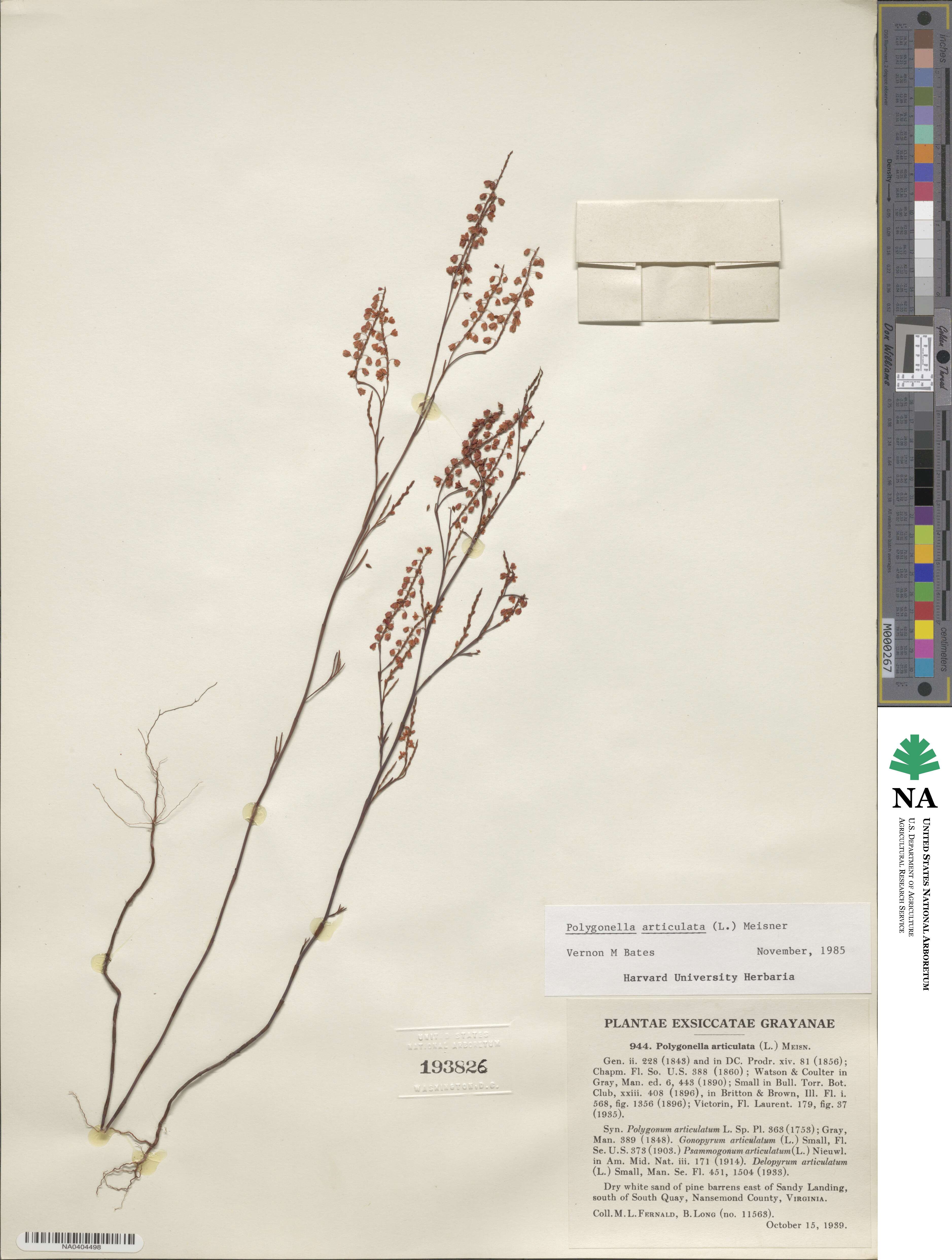 Polygonella articulata image