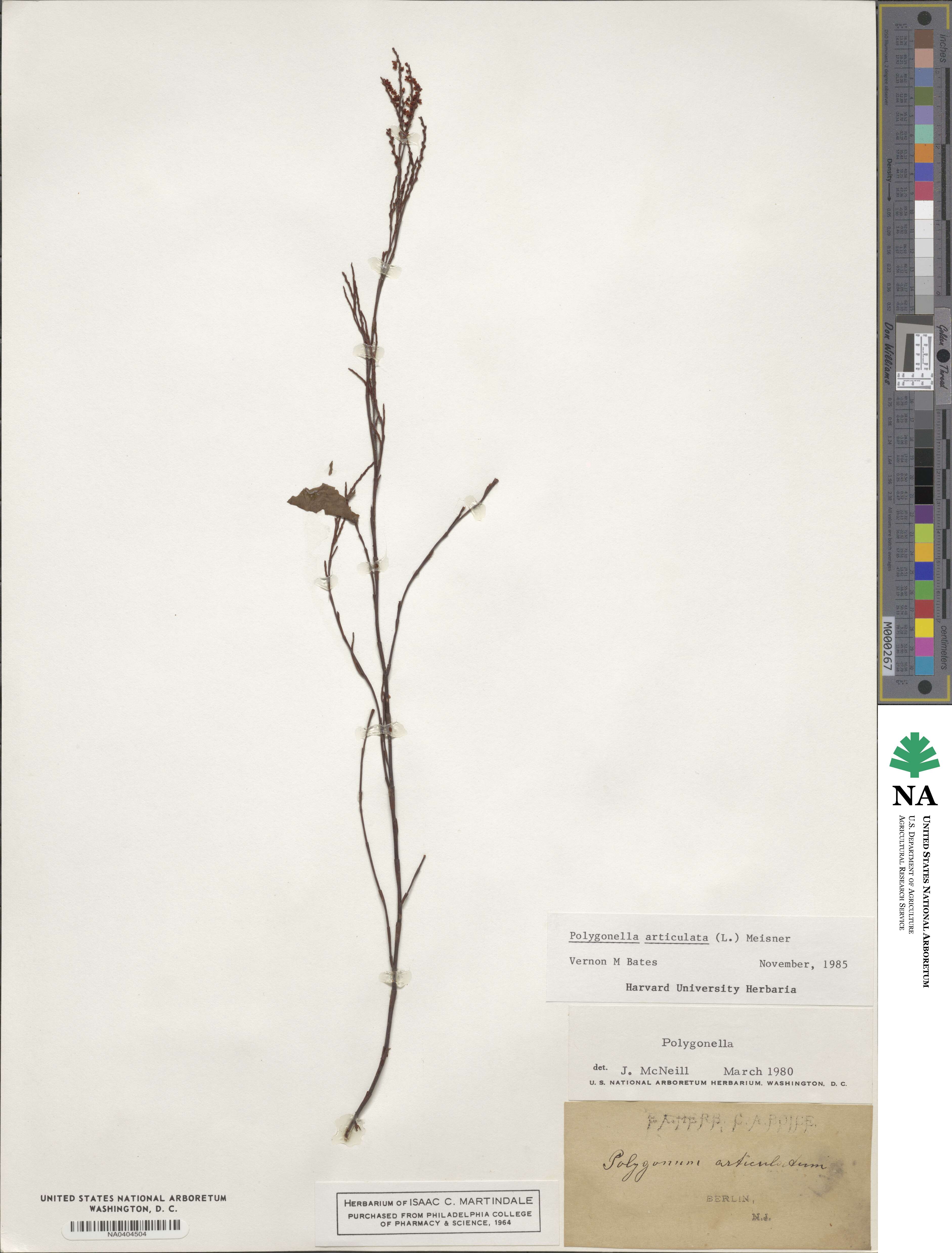 Polygonella articulata image