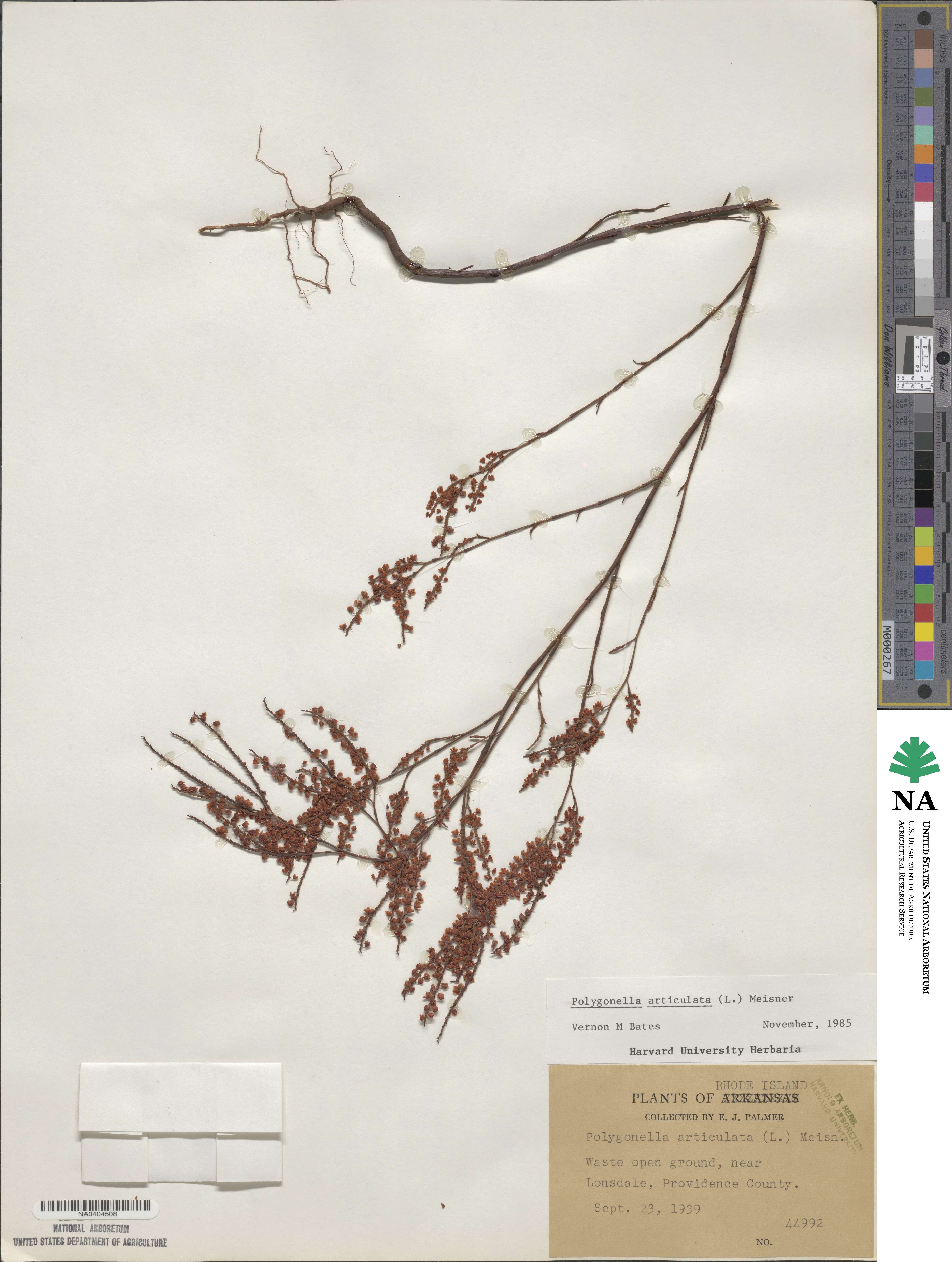 Polygonella articulata image