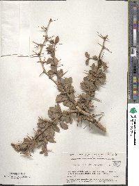 Berberis aetnensis image