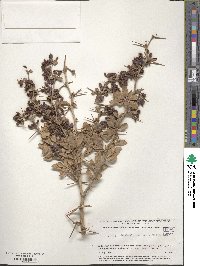 Berberis aetnensis image