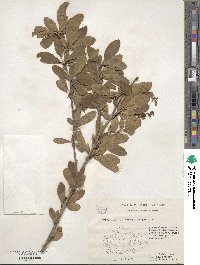 Berberis vulgaris image