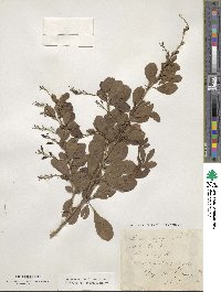 Berberis vulgaris image