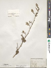 Berberis vulgaris image