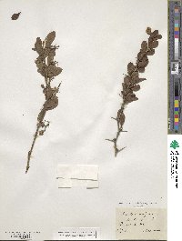 Berberis vulgaris image