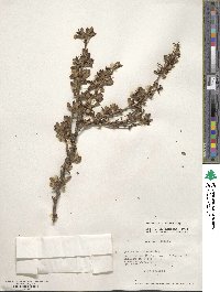 Berberis montana image