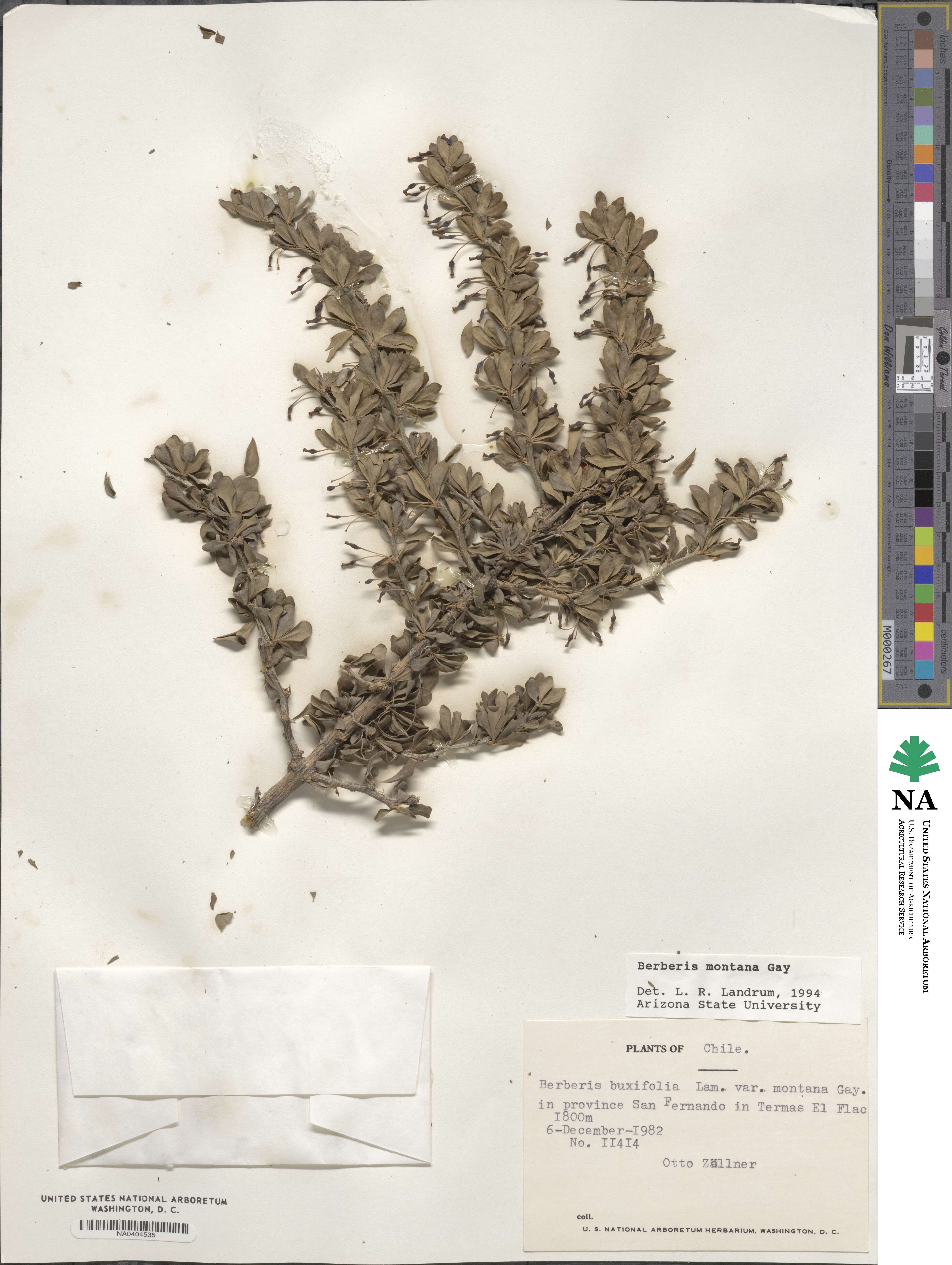 Berberis montana image
