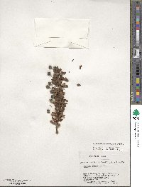 Berberis microphylla image