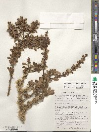 Berberis microphylla image