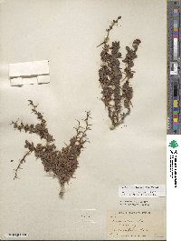 Berberis microphylla image