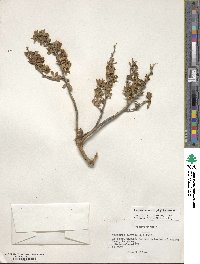 Berberis microphylla image