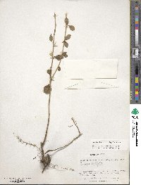 Berberis microphylla image