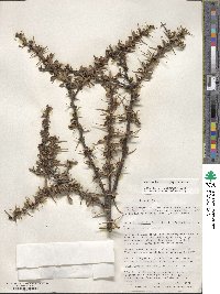 Berberis microphylla image