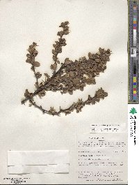 Berberis microphylla image