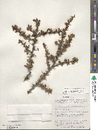 Berberis microphylla image