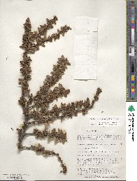 Berberis microphylla image