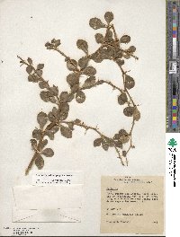 Berberis microphylla image