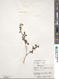 Berberis microphylla image