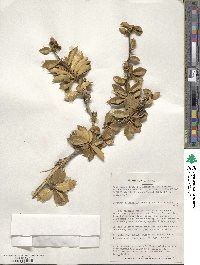 Berberis ilicifolia image