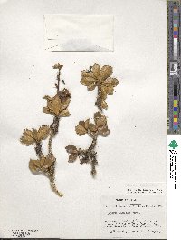 Berberis ilicifolia image