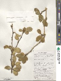 Berberis ilicifolia image