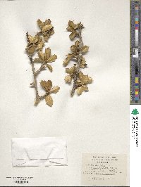 Berberis ilicifolia image