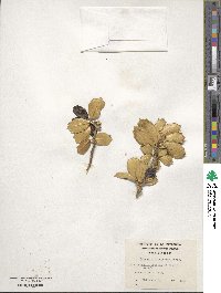 Berberis ilicifolia image