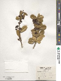 Berberis ilicifolia image