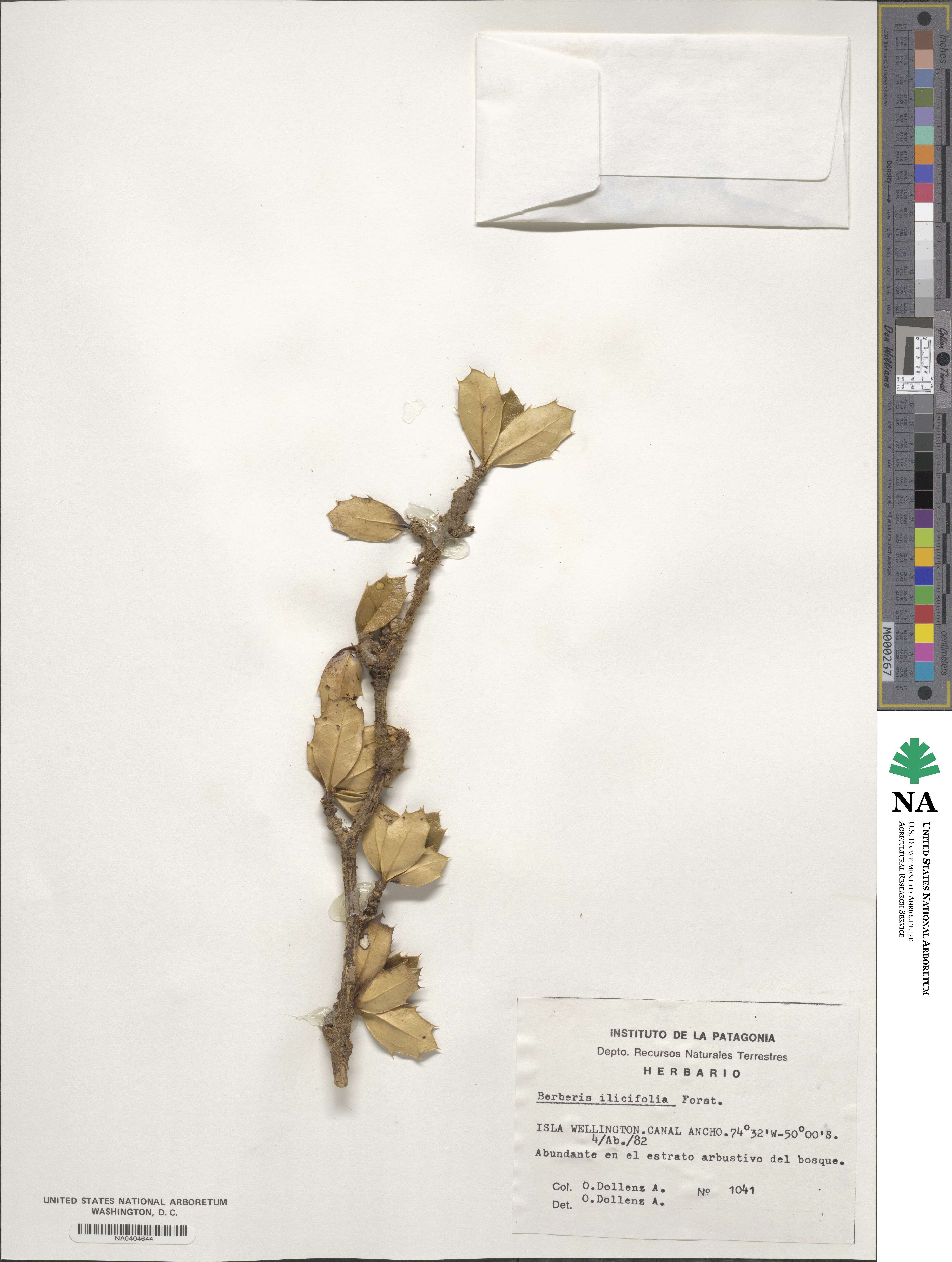 Berberis ilicifolia image