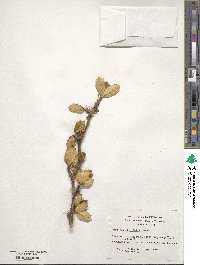 Berberis ilicifolia image