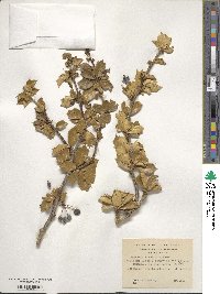 Berberis ilicifolia image