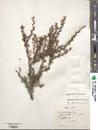 Berberis empetrifolia image