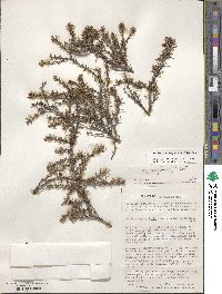 Berberis empetrifolia image