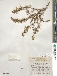 Berberis empetrifolia image