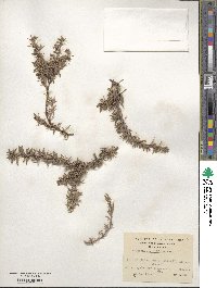 Berberis empetrifolia image