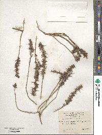 Berberis empetrifolia image