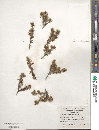 Berberis empetrifolia image