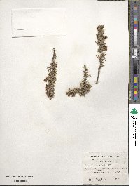 Berberis empetrifolia image