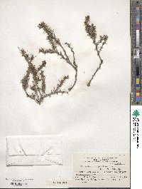 Berberis empetrifolia image