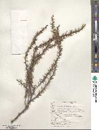 Berberis empetrifolia image