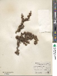 Berberis heterophylla image