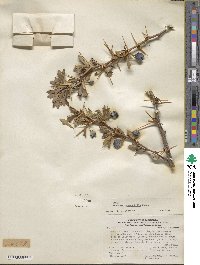 Berberis heterophylla image